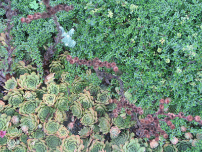 ground cover2