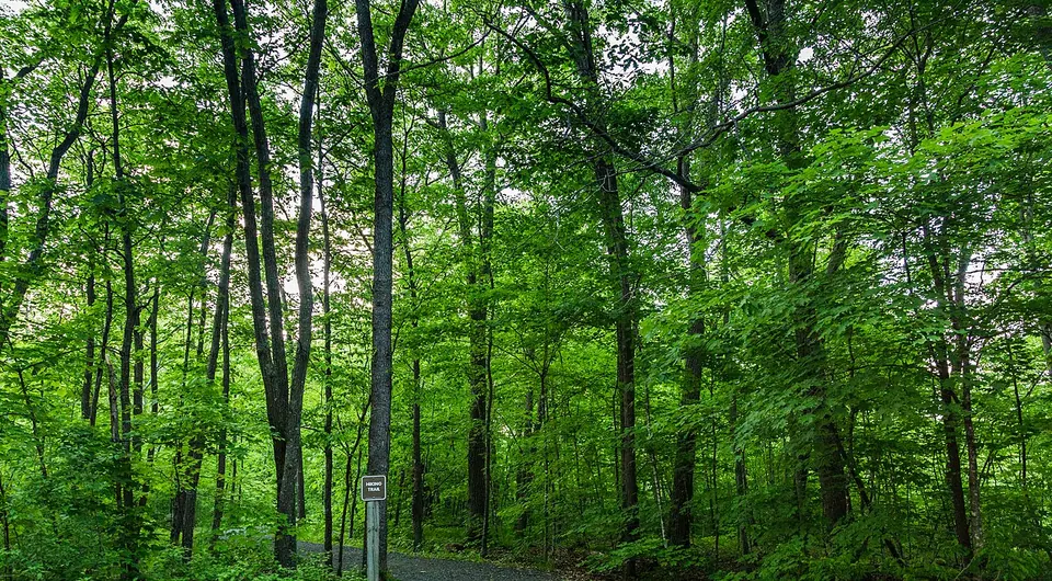 Hiking Trail - William O'Brien State Park, Minnesota