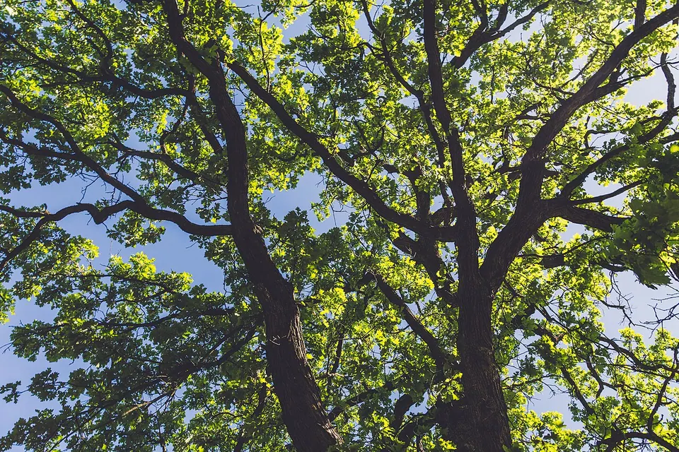 Morning Sunlight - William O'Brien State Park, Minnesota