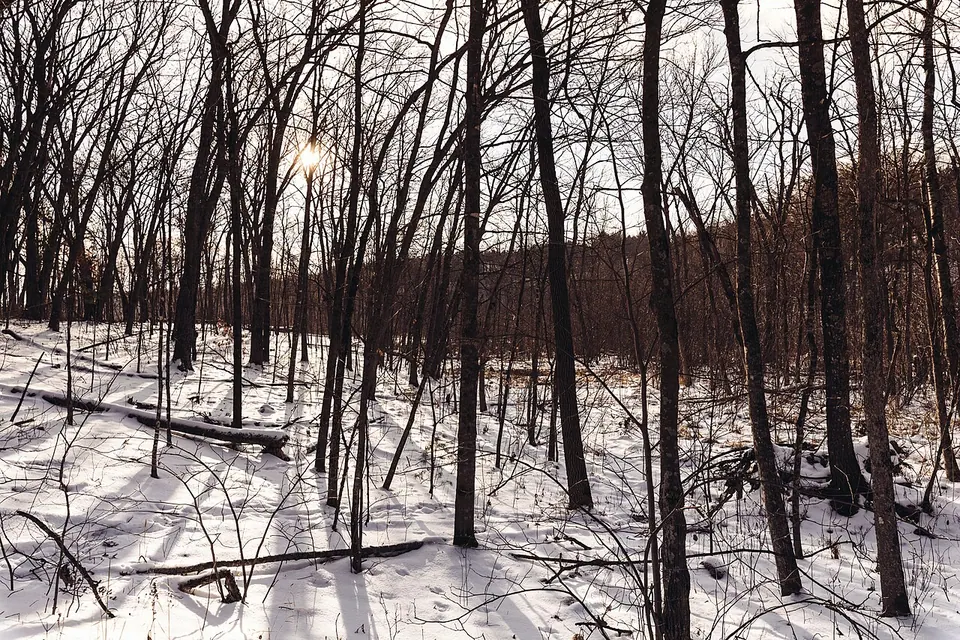 Riverview Trail, William O'Brien State Park - Winter in Minnesota