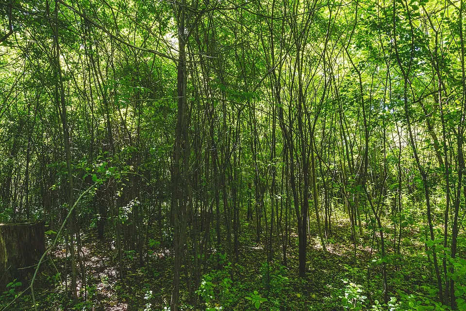 Savanna Campground - William O'Brien State Park, Minnesota