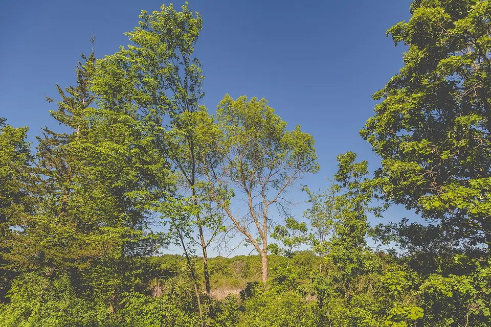 Spring at William O'Brien State Park, Minnesota