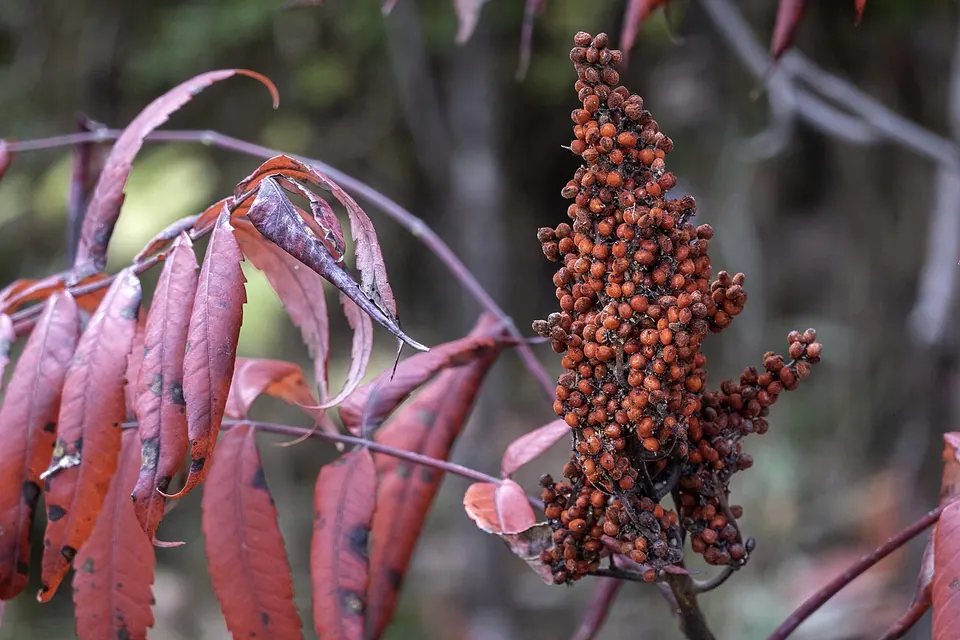 Sumac William O'Brien State Park