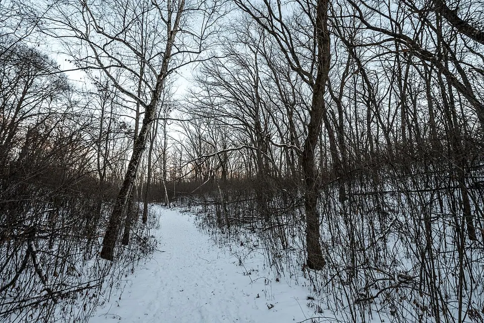 Winter Hike - Trail at William O'Brien State Park, Minnesota